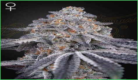 Dosidos x Holy Punch Genetics